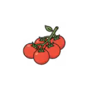 Cherry Tomato