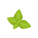 Basil