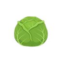 Cabbage