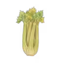 Celery
