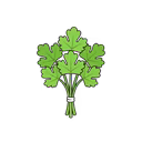 Cilantro