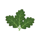 Kale