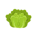 Lettuce