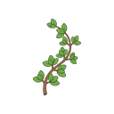 Oregano