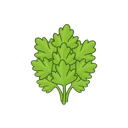 Parsley