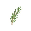 Rosemary