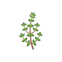 Thyme