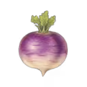 Turnip